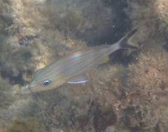 Haemulon carbonarium