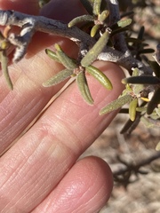 Cercocarpus intricatus