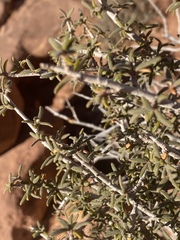 Cercocarpus intricatus