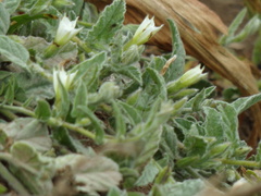 Convolvulus hermanniae