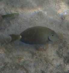 Acanthurus tractus