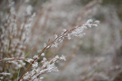 Schizachyrium littorale