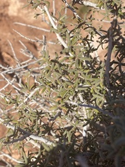 Cercocarpus intricatus