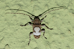 Exalphus leuconotus