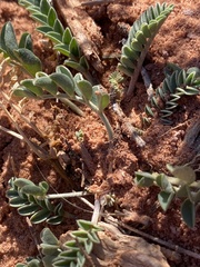 Astragalus amphioxys