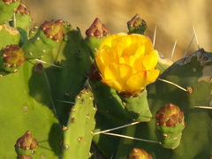 Opuntia elata