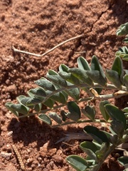 Astragalus amphioxys