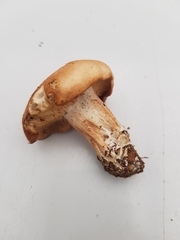 Lactarius helvus