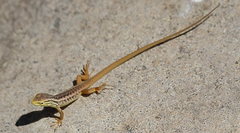 Liolaemus chiliensis
