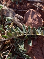 Astragalus amphioxys