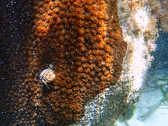 Montastraea cavernosa