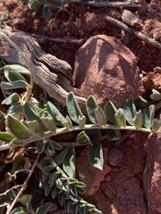 Astragalus amphioxys