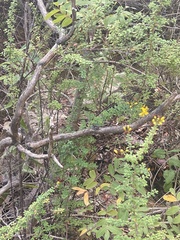 Hypericum thymifolium