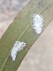 Eucalyptolyma maideni