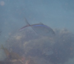Caranx ruber