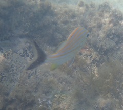 Haemulon carbonarium