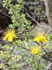 Hypericum thymifolium