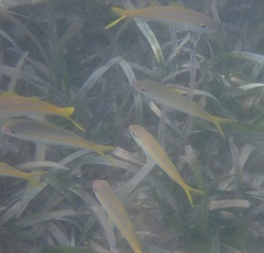 Mulloidichthys martinicus