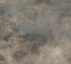 Halichoeres bivittatus