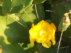 Opuntia elata
