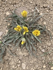 Nothocalais cuspidata