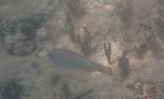 Halichoeres bivittatus