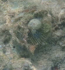 Lytechinus variegatus