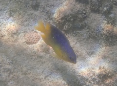 Stegastes leucostictus
