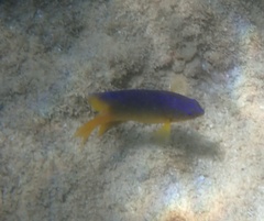 Stegastes leucostictus