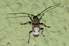 Exalphus leuconotus