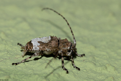 Exalphus leuconotus