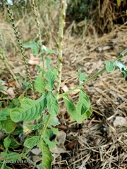Achyranthes indica