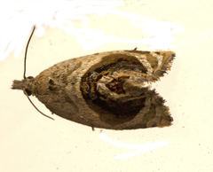 Acroceuthes metaxanthana