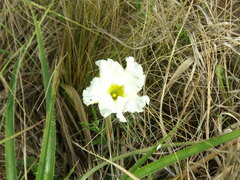 Mandevilla petraea