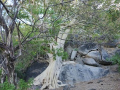 Ficus petiolaris