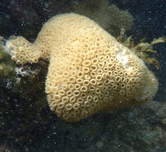 Palythoa caribaeorum