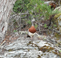 Chloephaga poliocephala