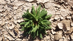 Nama hispida spathulata