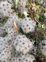 Clematis