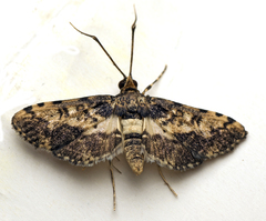 Nacoleia amphicedalis