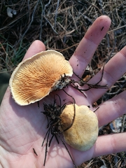 Tapinella panuoides