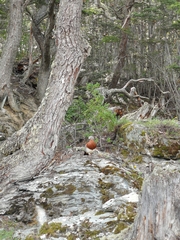 Chloephaga poliocephala