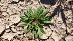 Nama hispida spathulata