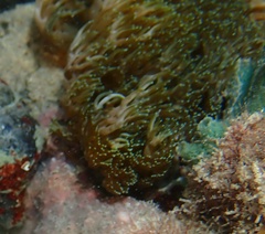 Lebrunia neglecta