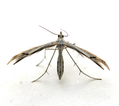Platyptilia celidotus