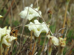 Mandevilla petraea
