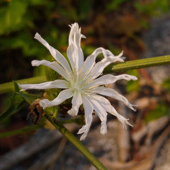 Cichorium