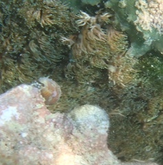 Lebrunia neglecta