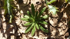 Nama hispida spathulata