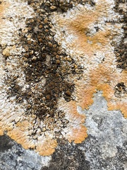Xanthoria parietina